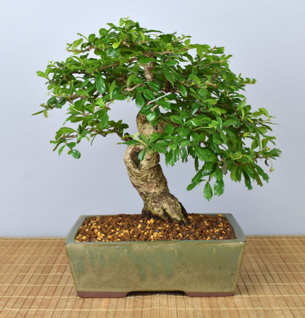 Bonsai Indoor, Fukientee (Carmona microphylla)