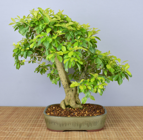 Bonsai Indoor, Taubenbeere (Duranta repens)
