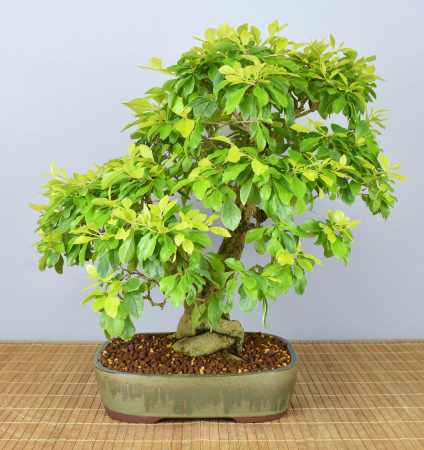 Bonsai Indoor, Taubenbeere (Duranta repens)