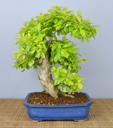 Bonsai Indoor, Taubenbeere (Duranta repens)