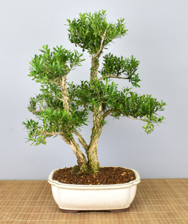 Bonsai Indoor, Chinesischer Buchsbaum (Buxus harlandii)