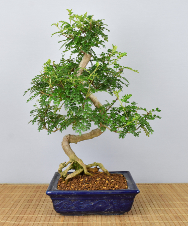 Bonsai Indoor, Szechuanpfeffer (Zanthoxylum piperitum)