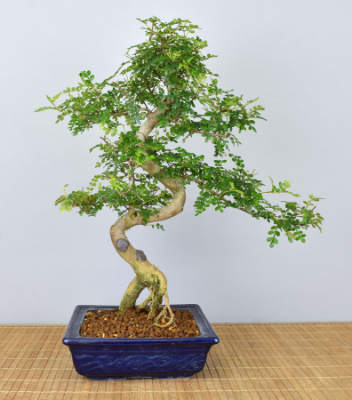 Bonsai Indoor, Szechuanpfeffer (Zanthoxylum piperitum)