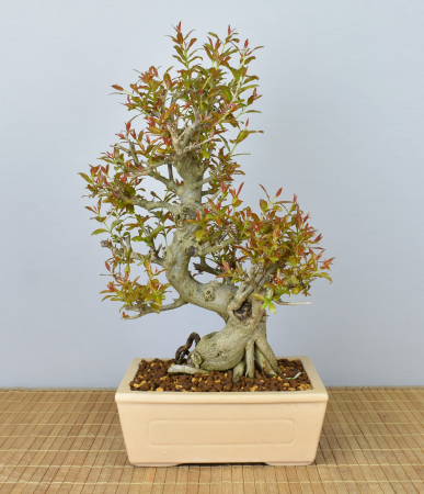 Bonsai Mediterran, Granatapfel (Punica granatum 'nejikan')