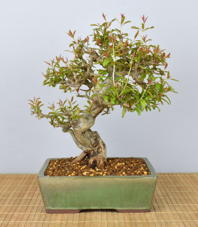 Bonsai Mediterran, Granatapfel (Punica granatum 'nejikan')