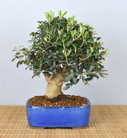 Bonsai Mediterran, Olive (Olea europaea)