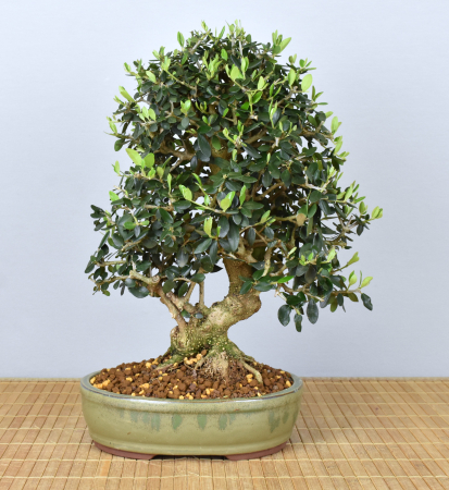 Bonsai Mediterran, Wildolive (Olea europaea 'sylvestris')