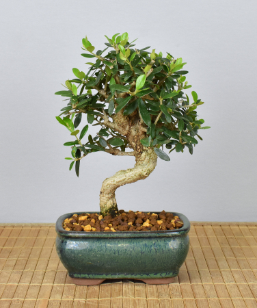 Bonsai Mediterran, Wildolive (Olea europaea 'sylvestris')