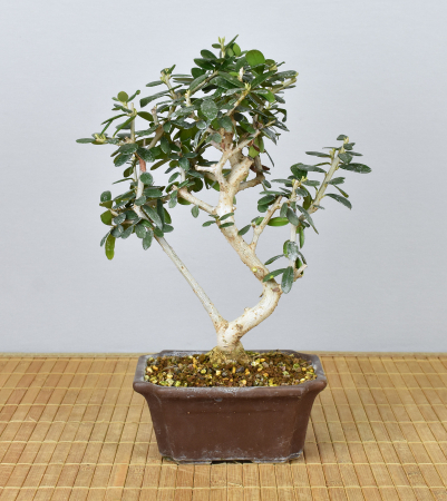 Bonsai Mediterran, Wildolive (Olea europaea 'sylvestris')