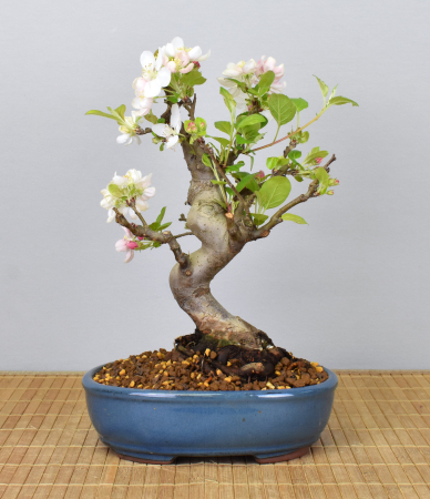 Bonsai Outdoor, Zierapfel (Malus sp.)