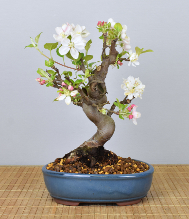 Bonsai Outdoor, Zierapfel (Malus sp.)
