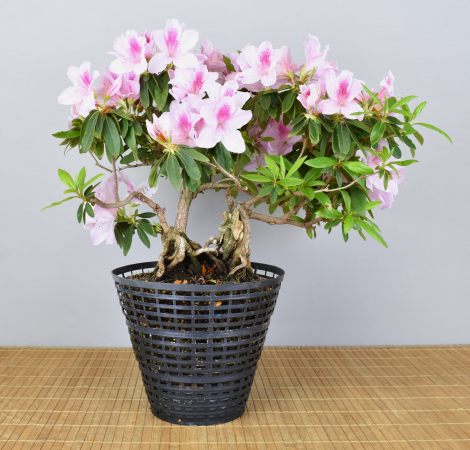 Bonsai Indoor, Indische Azalee oder Zimmerazalee (Rhododendron simsii)