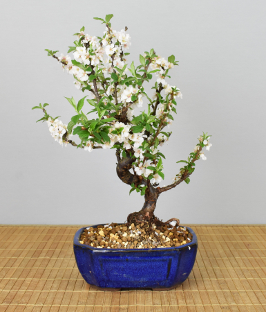 Bonsai Outdoor, Filzkirsche (Prunus tomentosa)