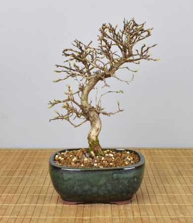 Bonsai Outdoor, Koreanische Hainbuche (Carpinus turczaninowii)