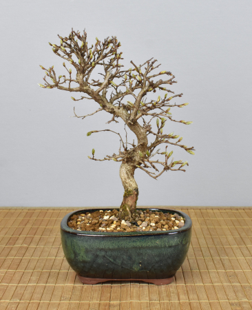 Bonsai Outdoor, Koreanische Hainbuche (Carpinus turczaninowii)