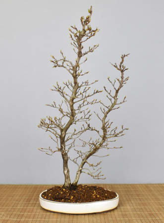Bonsai Outdoor, Koreanische Hainbuche (Carpinus turczaninowii)