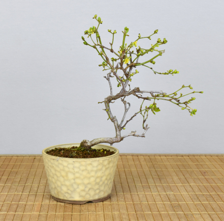 Bonsai Outdoor, Sabia Japonica