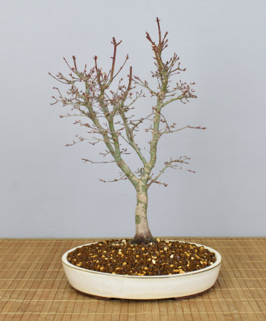Bonsai Outdoor, Roter Fächerahorn (Acer palmatum 'yukihime')
