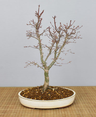 Bonsai Outdoor, Roter Fächerahorn (Acer palmatum 'yukihime')