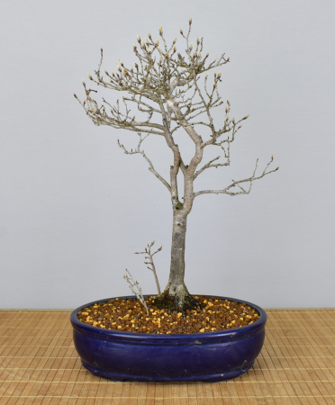 Bonsai Mediterran, Kakipflaume (Diospyros kaki)