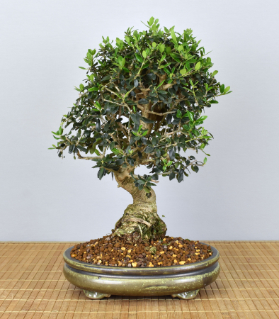 Bonsai Mediterran, Wildolive (Olea europaea 'sylvestris')