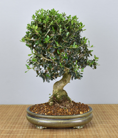 Bonsai Mediterran, Wildolive (Olea europaea 'sylvestris')