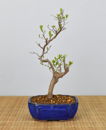 Bonsai Outdoor, Japanisches Schneeglöckchen (Styrax japonica)