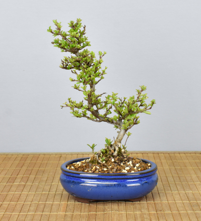 Bonsai Outdoor, Zierquitte (Chaenomeles)