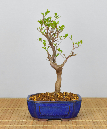 Bonsai Outdoor, Japanisches Schneeglöckchen (Styrax japonica)