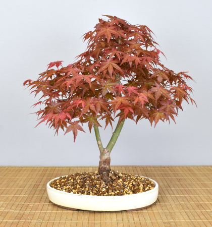 Bonsai Outdoor, Roter Fächerahorn (Acer palmatum 'deshojo')