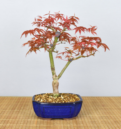 Bonsai Outdoor, Roter Fächerahorn (Acer palmatum 'deshojo')