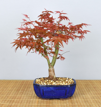 Bonsai Outdoor, Roter Fächerahorn (Acer palmatum 'deshojo')