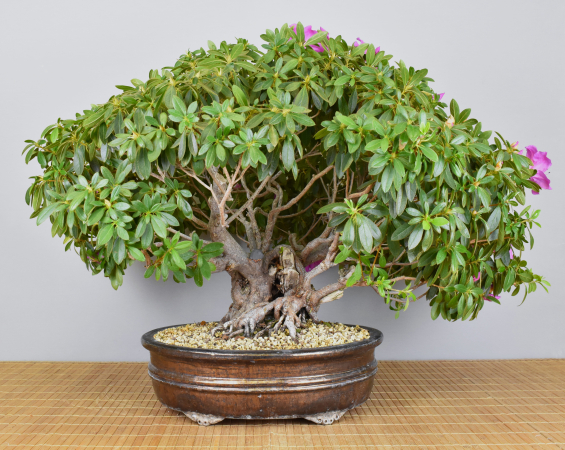 Bonsai Indoor, Indische Azalee oder Zimmerazalee (Rhododendron simsii)