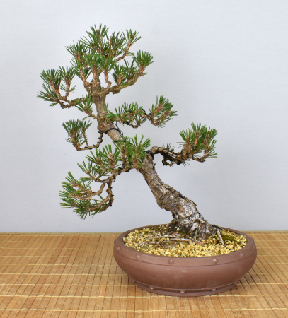 Bonsai Outdoor, Japanische Schwarzkiefer (Pinus thunbergii kotobuki)
