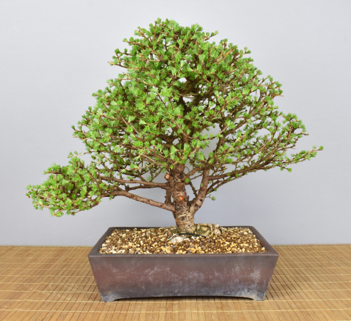 Bonsai Outdoor, Japanische Lärche (Larix kaempferi)