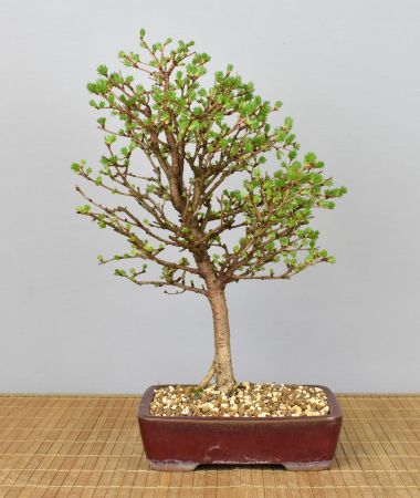 Bonsai Outdoor, Japanische Lärche (Larix kaempferi)