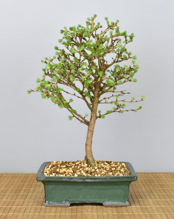 Bonsai Outdoor, Japanische Lärche (Larix kaempferi)