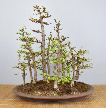Bonsai Outdoor, Europäischer Lärchenwald (Larix decidua)