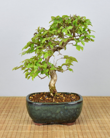 Bonsai Outdoor, Koreanische Hainbuche (Carpinus turczaninowii)
