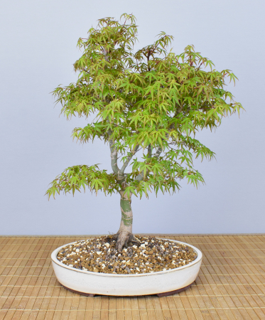 Bonsai Outdoor, Roter Fächerahorn (Acer palmatum 'yukihime')