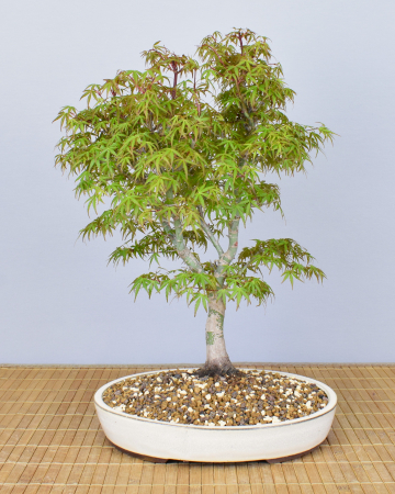 Bonsai Outdoor, Roter Fächerahorn (Acer palmatum 'yukihime')