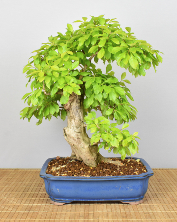 Bonsai Indoor, Taubenbeere (Duranta repens)