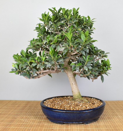 Bonsai Indoor, Feige (Ficus microcarpa)
