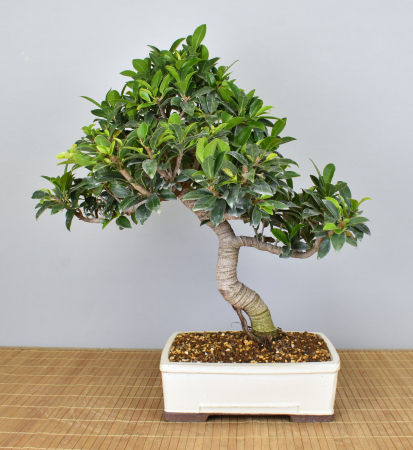 Bonsai Indoor, Feige (Ficus microcarpa)