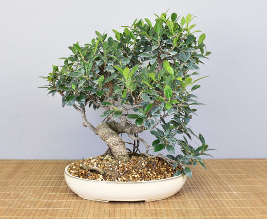 Bonsai Indoor, Feige (Ficus microcarpa)