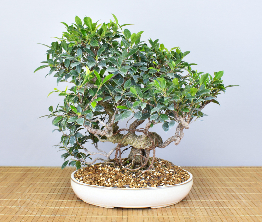Bonsai Indoor, Feige (Ficus microcarpa)