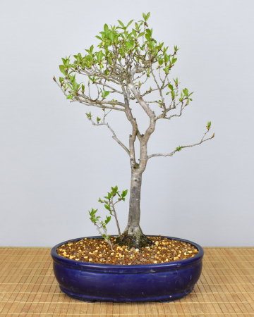 Bonsai Mediterran, Kakipflaume (Diospyros kaki)