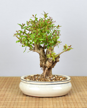 Bonsai Mediterran, Granatapfel (Punica granatum 'nana')