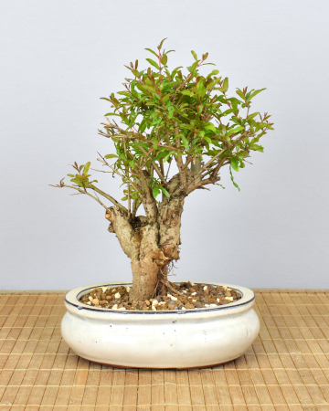 Bonsai Mediterran, Granatapfel (Punica granatum 'nana')