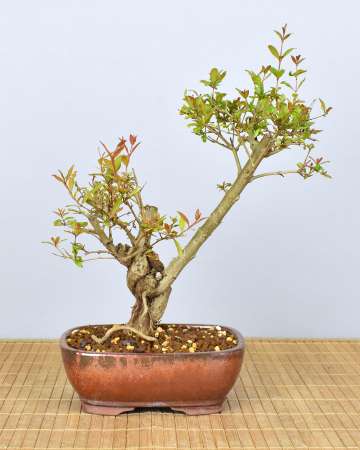 Bonsai Mediterran, Granatapfel (Punica granatum 'nana')